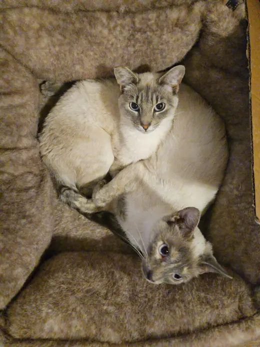 Kimmie & Kara (bonded pair)