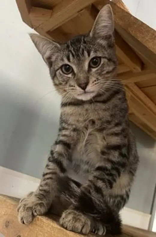 Kitten 27983(Lou)