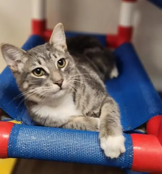 Kitten 27982(Stu)