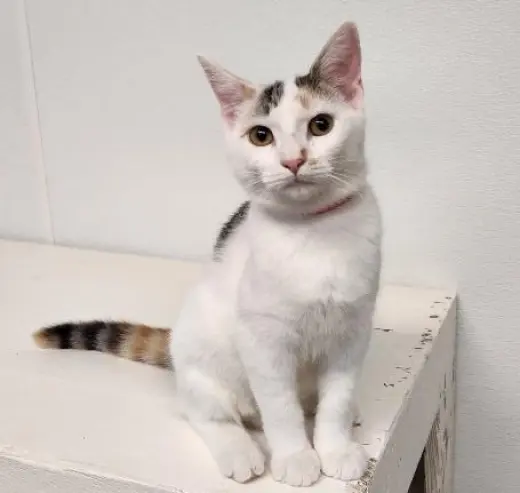 Kitten 27959(Mars)