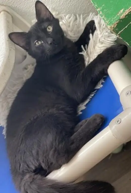 Kitten 27864(Reptar)