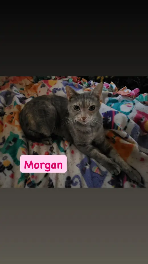Morgan