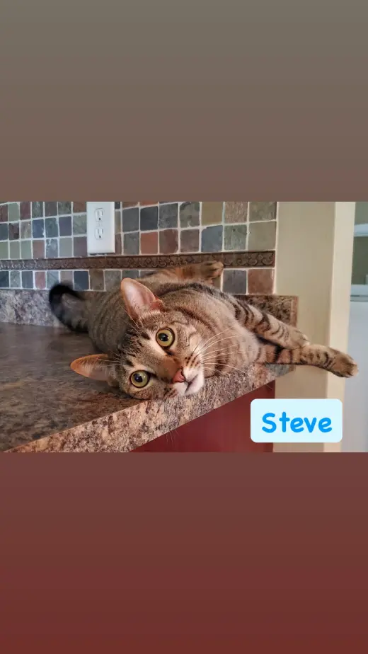 Steve