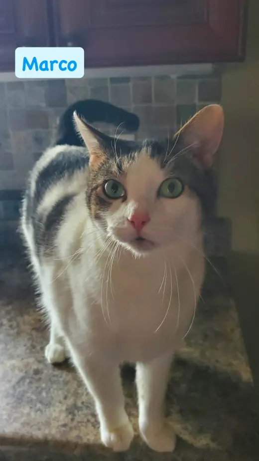 Marco