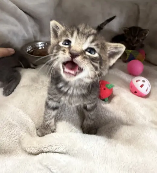 Maverick