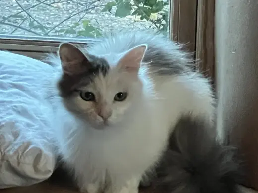 Loki