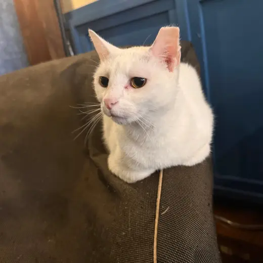 Elsa