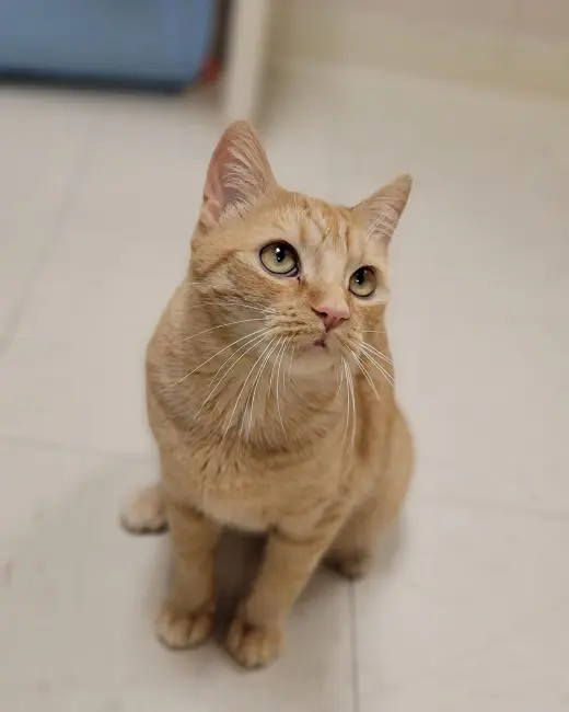 Tabby