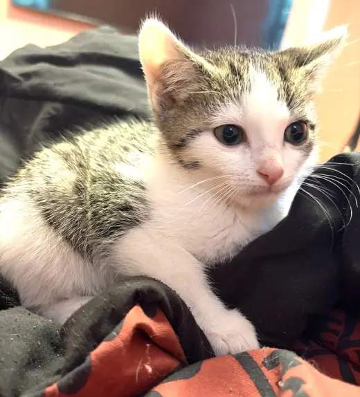 KITTEN CLAUS