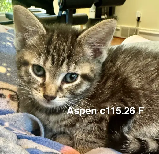 Foster Aspen