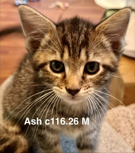 Foster Ash