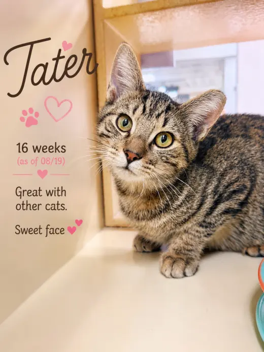 Tater (FCID# 06/10/2026-109) Jenkintown PS