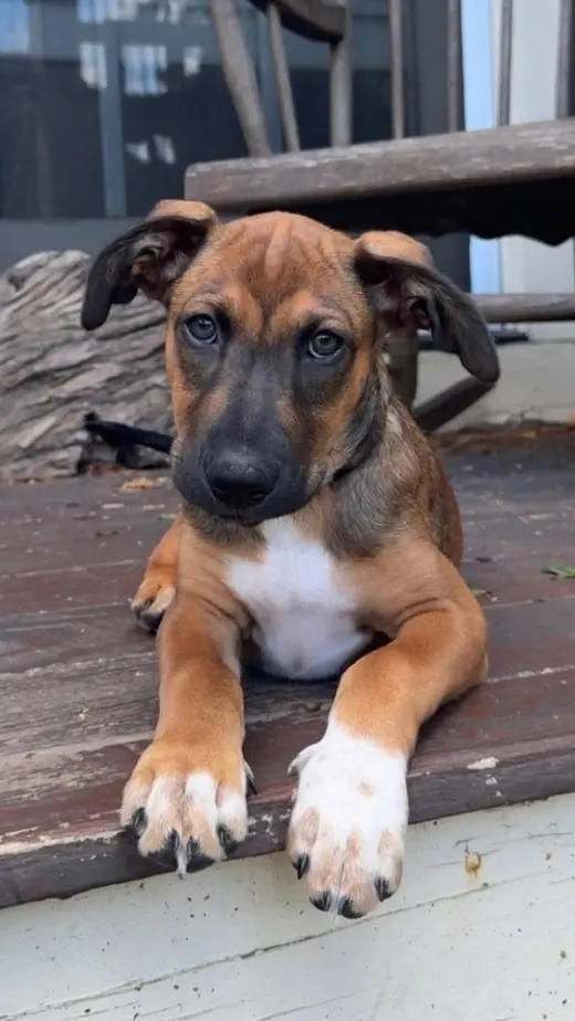 Bergamot (TN B Litter)