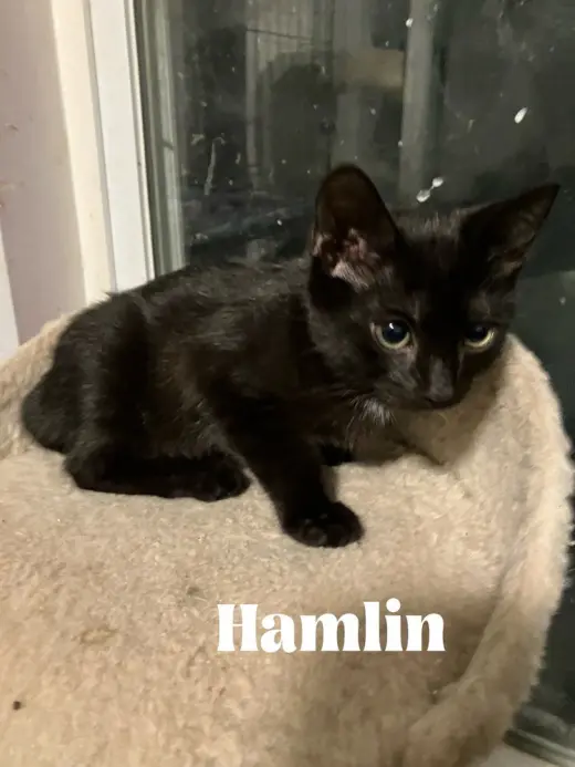 Hamlin **Special Needs - FELV+**