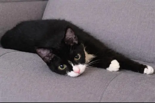 Spideycat