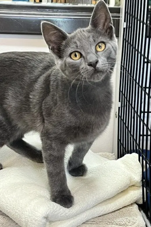 Kitten Zebo