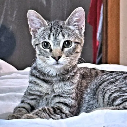 Sadie