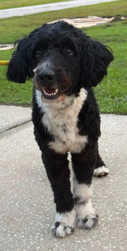 Remington