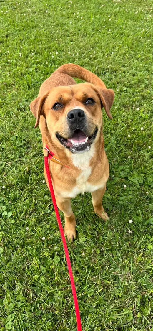 Pound Dog-Otis #190694-Courtesy Listing