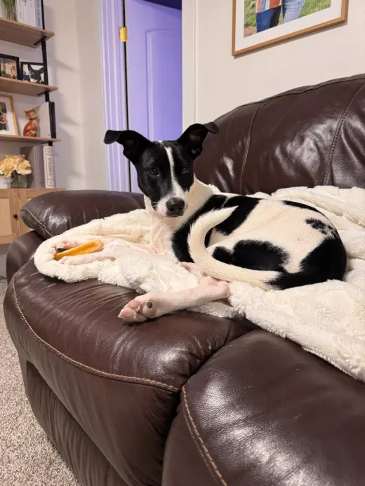 Domino
