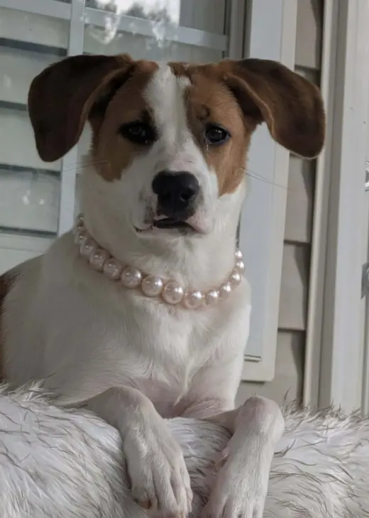 Tinsel *Adopt or Foster*