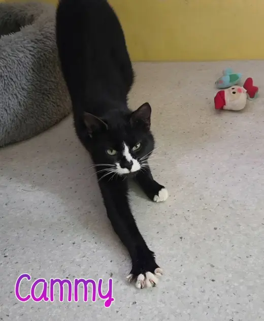Cammy