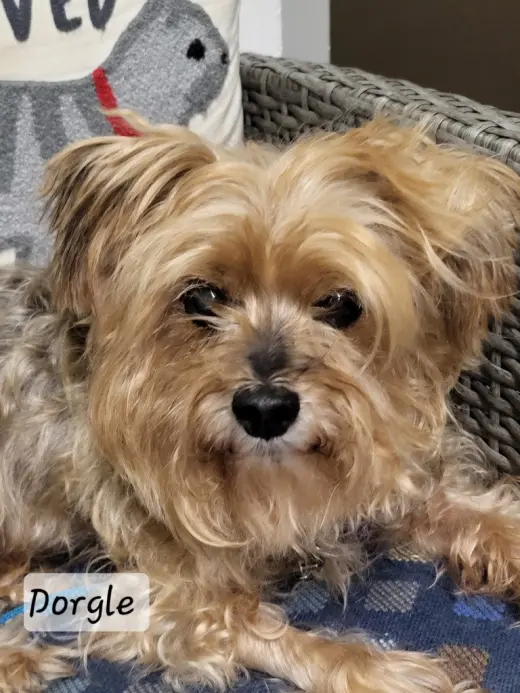 Dorgle