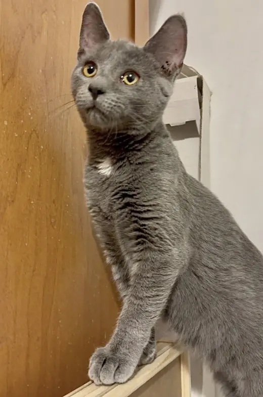 Portabella-Meet at Mechanicsburg Petco!