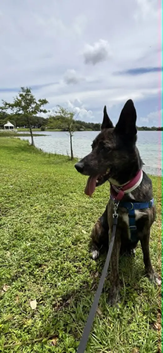 Maya - Located in Florida