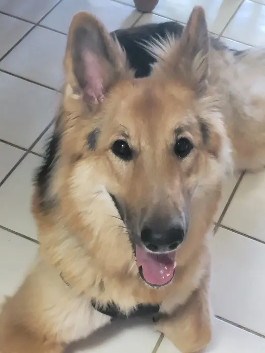 Lassie
