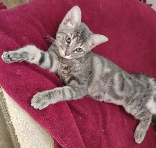Kitten 27981(Peeta)
