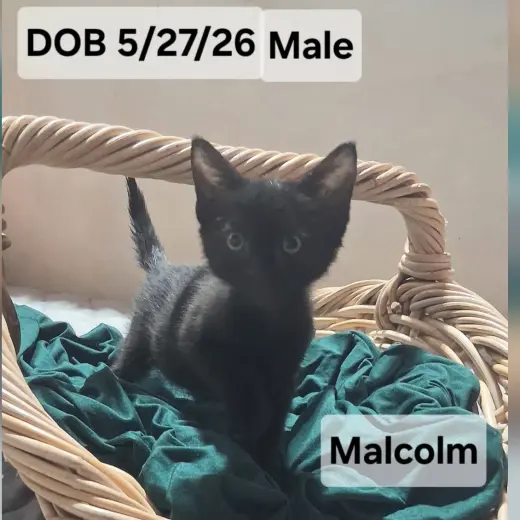Malcolm (& sibling)