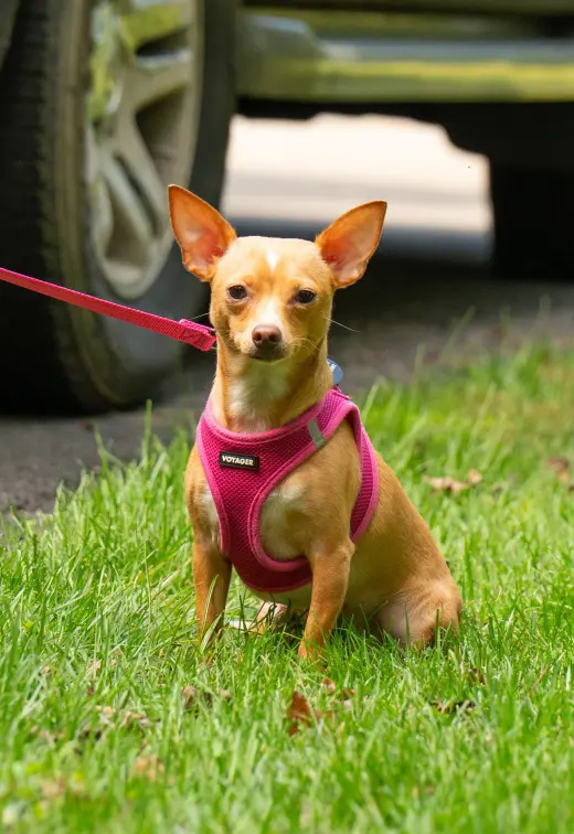 Ellie - ADOPTION PENDING!!!