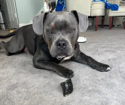 Arlo 1