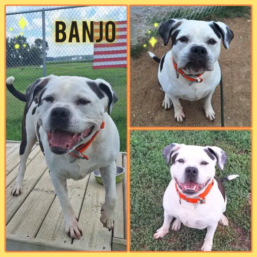 Banjo