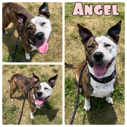 Angel
