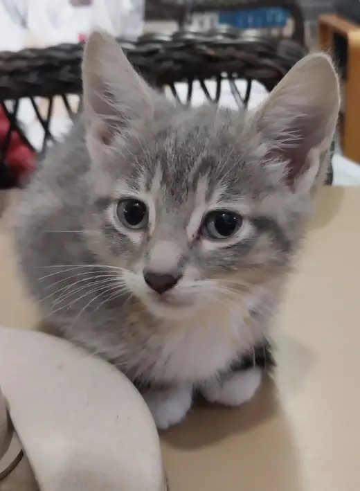 Mila * IN FOSTER *