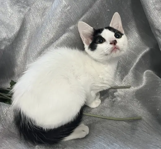 Mitzi