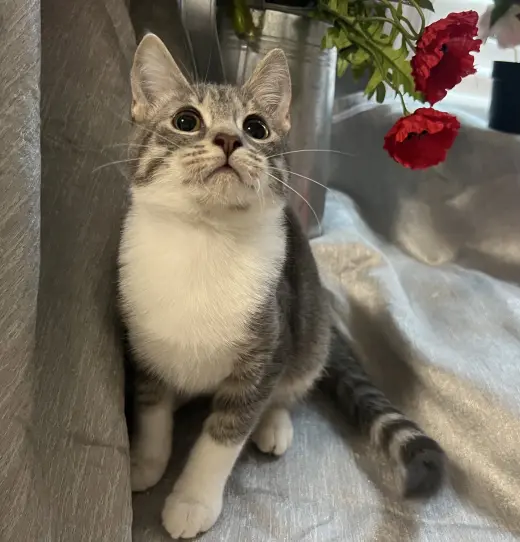 Pounce