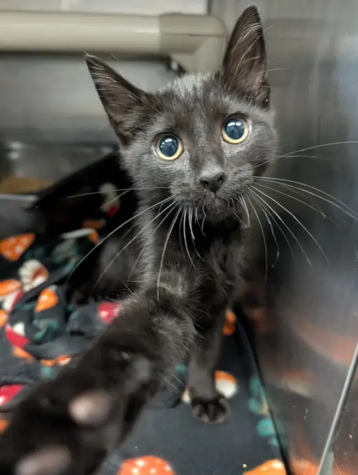 Doodlebug - Not at shelter (Kelsey)