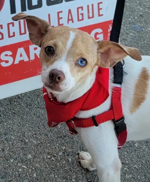 Misty Chi3 *LOCAL*