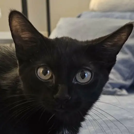 Sesame