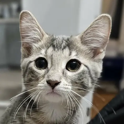 Mochi