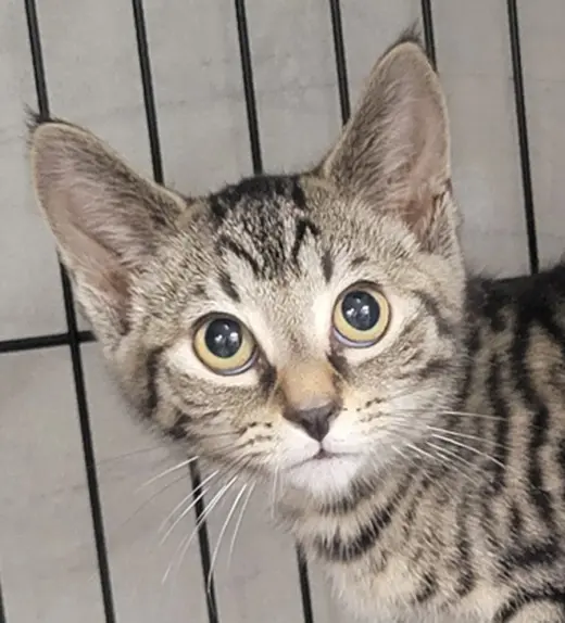 Kitten Folder