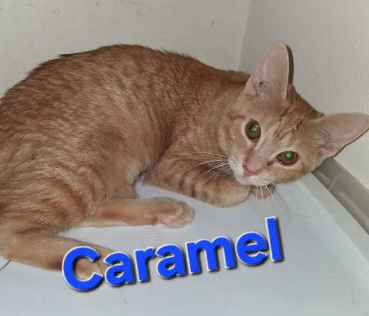 Caramel