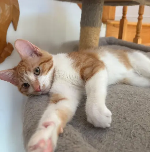 Arlo