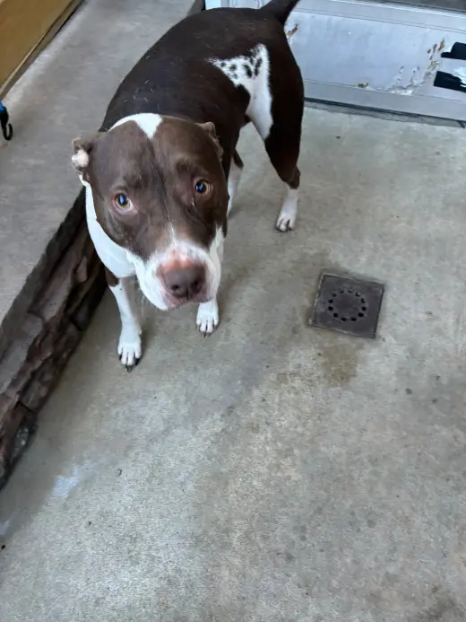 Rocco - Courtesy Post
