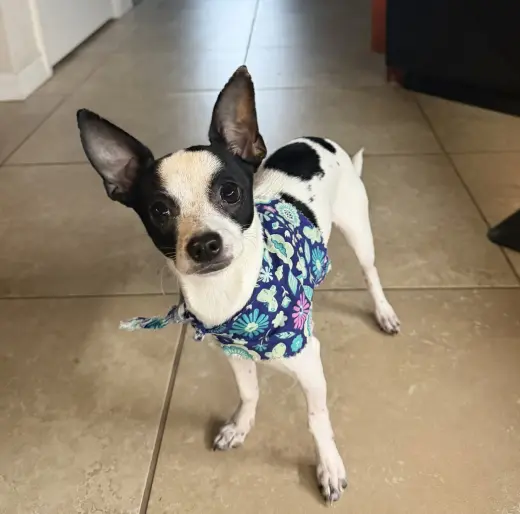 Luna Chi