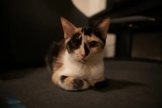 Delphine
