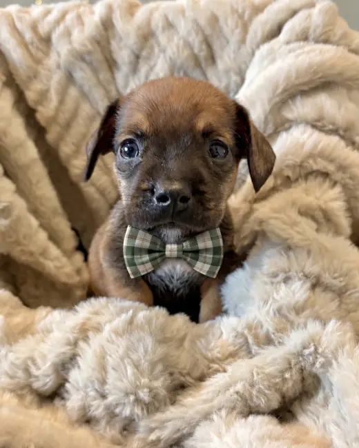 Pretzel